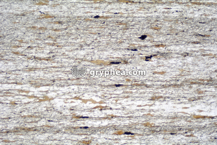 Schiste à biotite LPNA x6,3 - gryphea.org